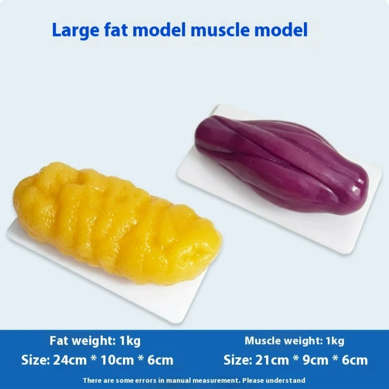 Menschliche Muskel- und Fettre – Nutrition In Fitness Bewertung und Preis